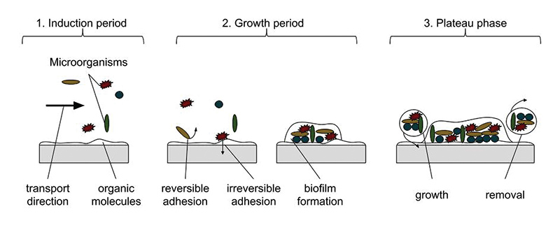 image of bacterial growth progression